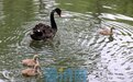 济南野生动物世界黑天鹅夫妇喜添“新丁”
