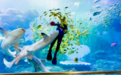 人鲨表演“惊彩”升级，青岛海底世界这个五一“鱼”你共舞！