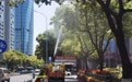 “果实掉落污染路面”怎么破？  鄞州区园林部门开展行道树施药控果专项行动