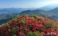 靖安：高山杜鹃红 赏花正当时（图）