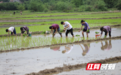 组图 | 湖南道县：“油稻稻”轮作 助农民增收