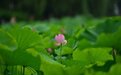 关于立夏：梅子、芭蕉、清风，浅夏最可人