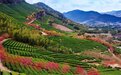 景美茶香！拿好这份宁波茶园地图，觅春去