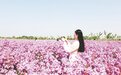宿州：蓝香芥盛开醉游人