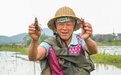 江西进贤县：稻虾共生，首批龙虾成熟上市