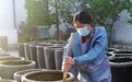 在大大的缸里挖呀挖呀挖 酿醇香的手工醋全国各地卖