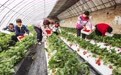 国产草莓品种如何扳回市场？