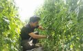 登封 “高山蔬菜”鼓起农民“钱袋子”