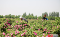 石家庄晋州：玫瑰花海醉游人 朵朵化身“幸福花”
