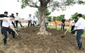 万棵榕树进乡村 中山开展第二轮全民义务植树活动