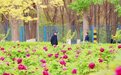 花开成海 这座城市美成了“调色板”