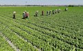 小镇味道香飘大湾区 张掖甘州10万亩供粤港澳蔬菜种植忙