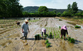 信阳迎来“插秧季” 这里竟种下近万个水稻品系！