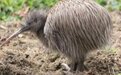 美国动物园被曝虐待新西兰国鸟，新西兰民众愤怒了