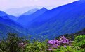 八面山“护宝” 一个国家级自然保护区的新发现