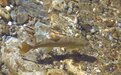 陕西加强种质资源保护 秦岭细鳞鲑入选十大特色水产种质资源