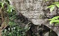 销声匿迹70余年 广西都安发现岩溶特有珍稀植物野外活体植株