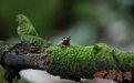 中国特有物种！秦岭又现雨蛙踪迹