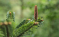 就在江西！“植物活化石”资源冷杉“开花”首次被拍