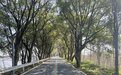 重点保护道路行道树！涉及南昌井冈山大道、庐山南大道……