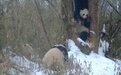 四川卧龙多次拍到白色大熊猫活动影像