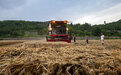 直击｜河南雨后抢收小麦，预计6月15日前后麦收基本结束