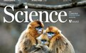 Science封面文章：西北大学金丝猴研究团队揭示灵长类社会演化之谜