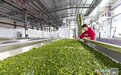 庐山市：打造茶叶“智”造业