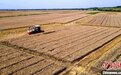 陕西渭南进入夏粮集中收获期 超五千台收割机助夏粮归仓