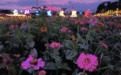 6月9日 桥头七彩花田夜游荷花季激情开启！带你嗨翻整个夏天！