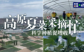 高原夏菜采摘忙 科学种植促增收