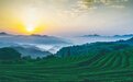 茶产业 茶科技 茶文化 宁波市统筹做好“三茶”融合文章