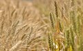 河南已确定745个收储库点，挂牌敞开收购受损小麦