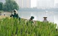 安庆：种植芦苇 净化水质