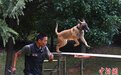 实拍公安部南昌警犬基地受训警用幼犬考核（图）