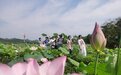 黄山屯溪区：荷花绽放 风景美如画