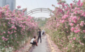 长春儿童公园月季花争奇斗艳