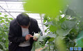 河南淅川：“小蜜瓜”拓宽农民致富路