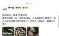 煮黄酒、包粽子、编艾草花束！传统习俗走进年轻人，端午更有“参与感”