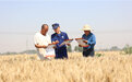 邢台平乡：消防安全进麦田