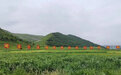 "野草"自带"身份证"远销海外 甘肃小乡村是咋做到的