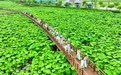 淮南：荷花盛开迎客来