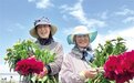兰州新区“花”路芬芳 一年10万枝鲜切芍药香飘全国