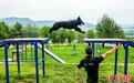 吉林边检警犬训练忙