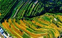 庄浪：麦黄时节 梯田美如画