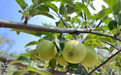 陕西洛川：黄土高原上的“金果子”赋能公益助力老区发展
