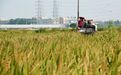 厚街|稻花香里说丰年！“绿美厚街”乡村振兴再添助力