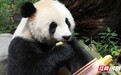 “国宝”来洞庭湖旅游度假区啦！入住岳阳中华大熊猫苑
