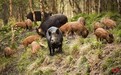 野猪被调出“三有”动物名录 南昌每年发生野猪损毁庄稼上百起