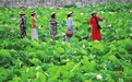 盛夏赏荷